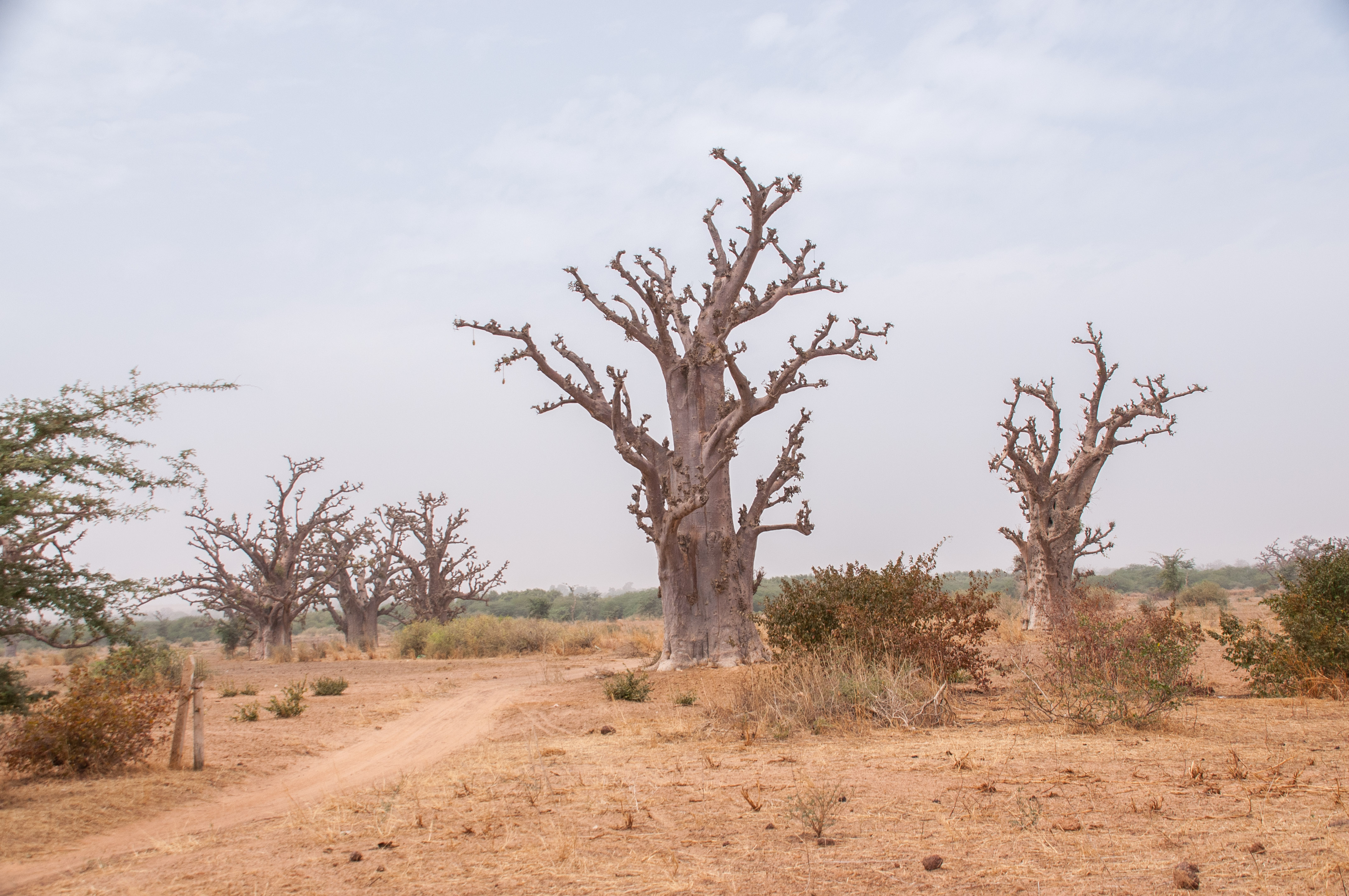 Un tronçon de la piste du Circaète Jean Le Blanc (CJLB), Brousse de Somone, Sénégal. 